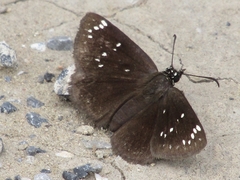 Pholisora