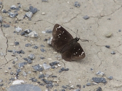 Pholisora