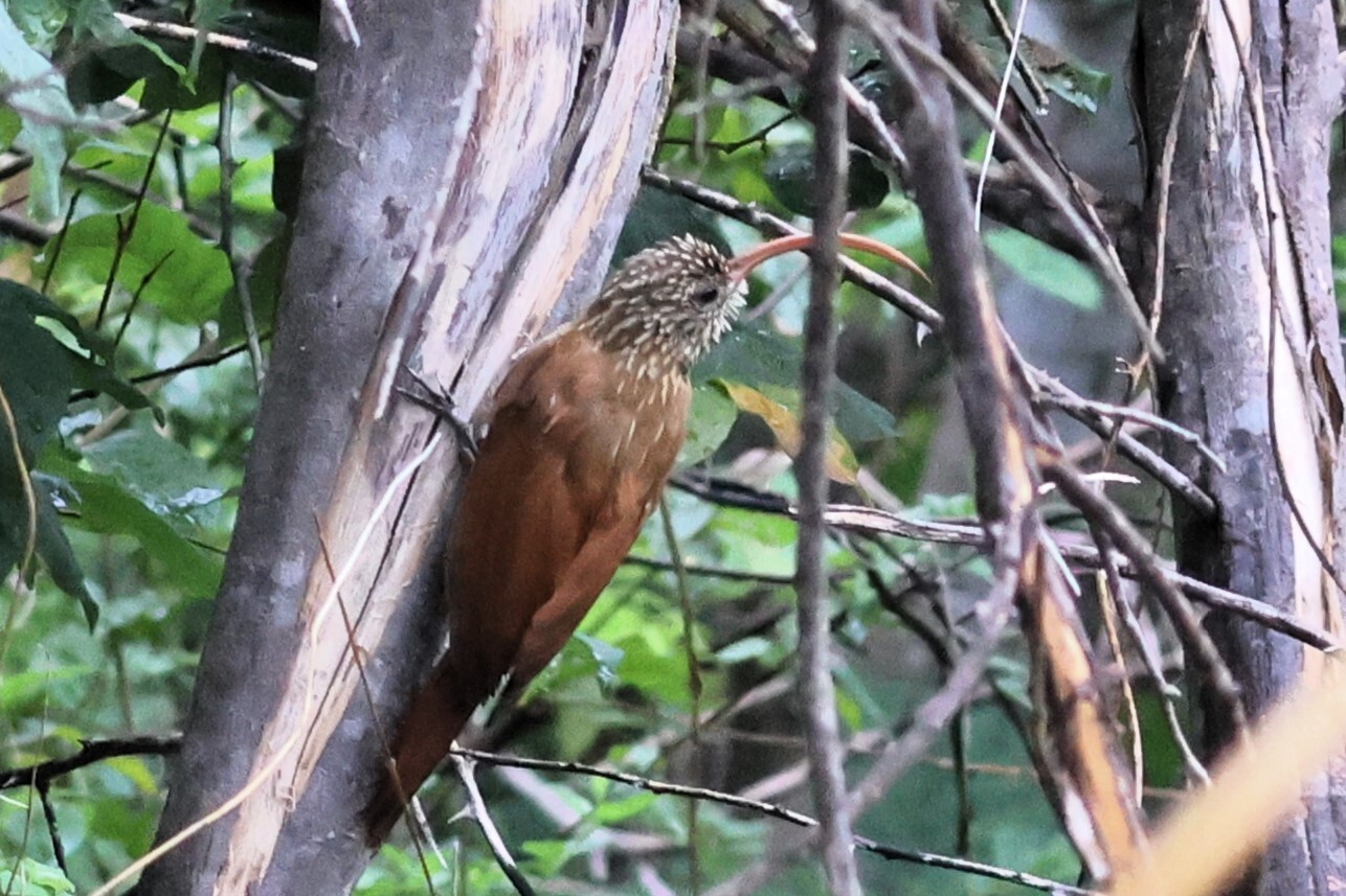 Red-billed Scythebill (Campylorhamphus trochilirostris), photo 1