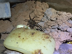 Acanthoctenus
