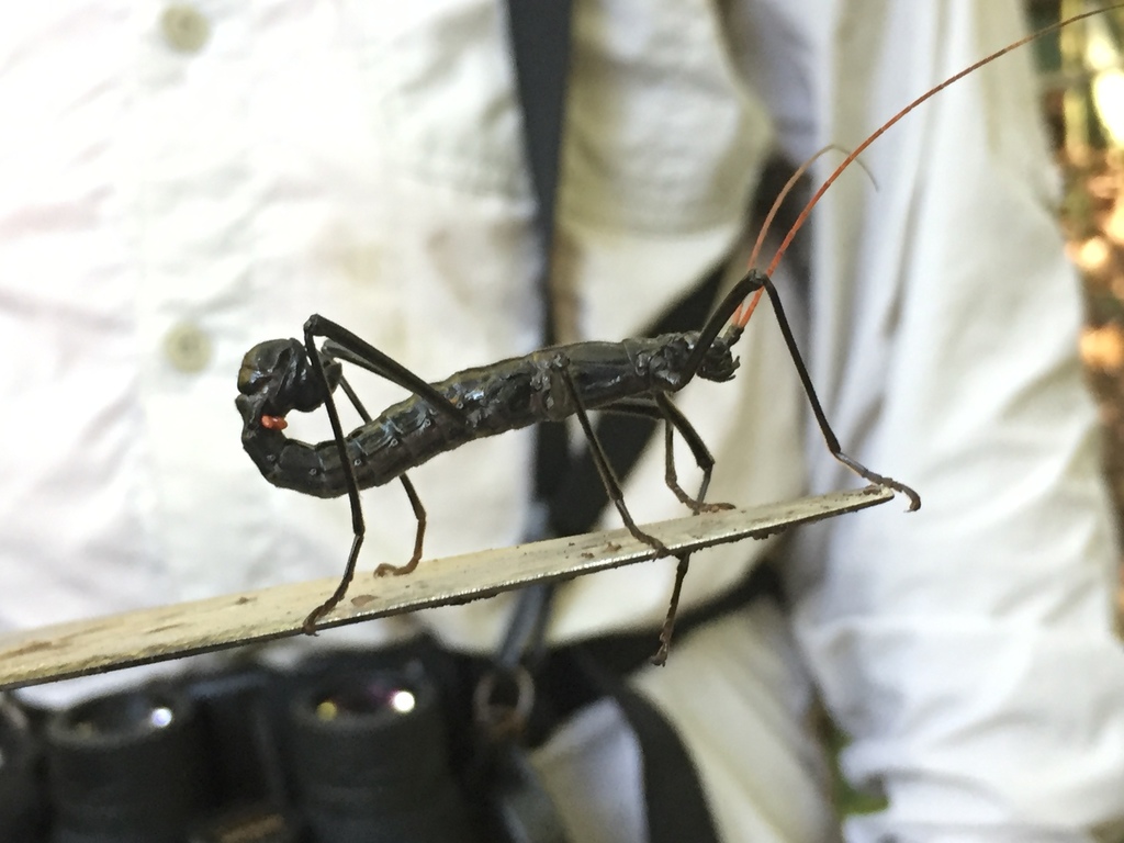 Autolyca pallidicornis
