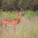 Impala - Photo (c) Diogo Luiz, some rights reserved (CC BY-SA), uploaded by Diogo Luiz
