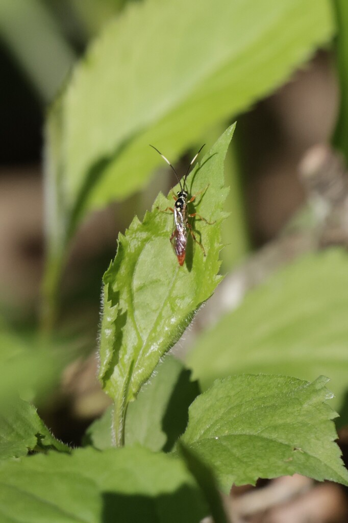 White Rapids Insect Ichneumonid Wasps from Vermilion River Reservation: Bacon Woods ...