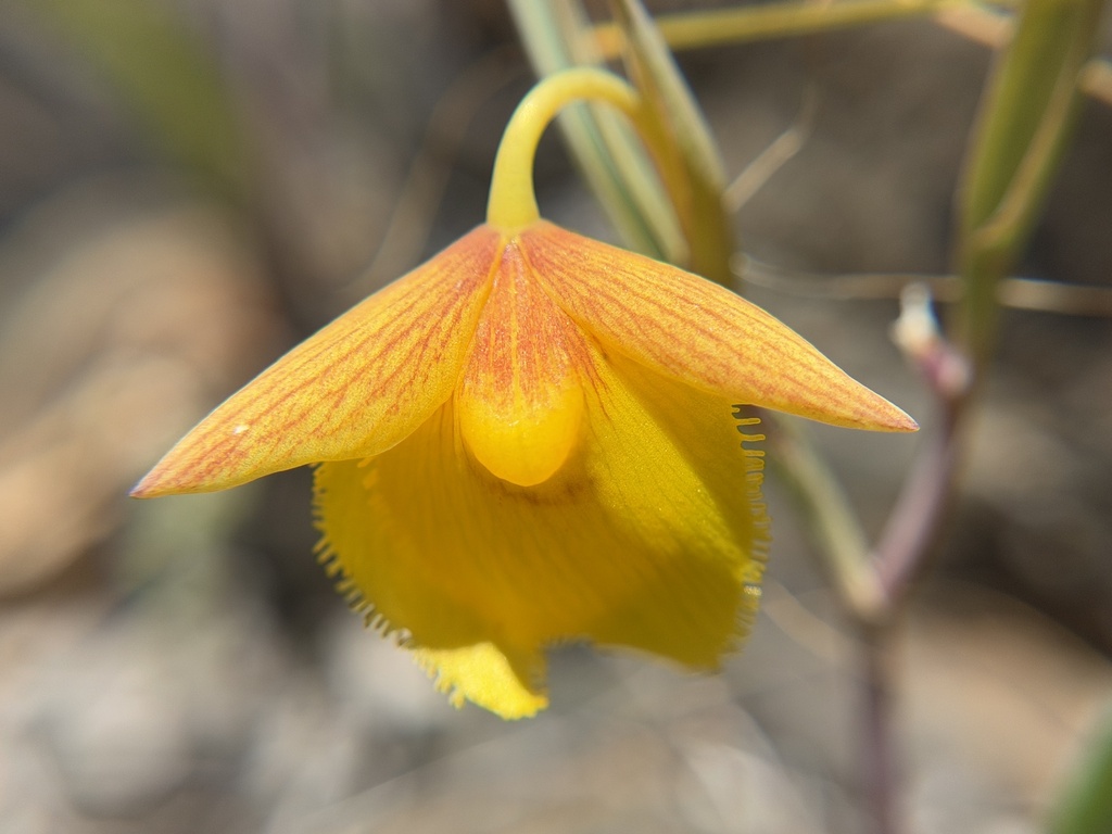 Calochortus amabilis; photograph author not stated, no rights reserved