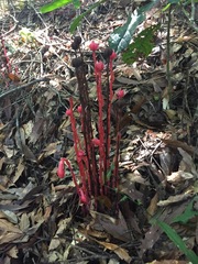 Monotropa coccinea