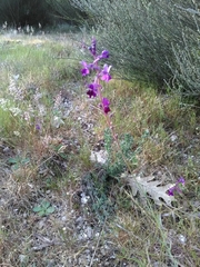Linaria elegans