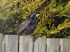 Sturnus vulgaris