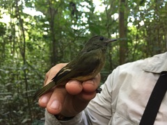 Mionectes oleagineus