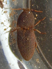 Agrypnus rectangularis