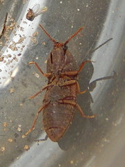 Agrypnus rectangularis