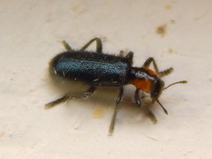 Placopterus thoracicus