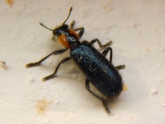 Placopterus thoracicus