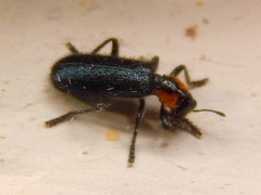 Placopterus thoracicus
