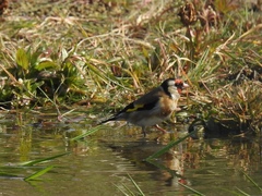 Carduelis carduelis