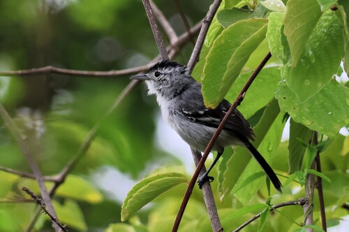 Caatinga Antwren (Radinopsyche sellowi), photo 3