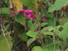 Salvia dorisiana