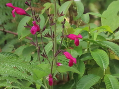 Salvia dorisiana