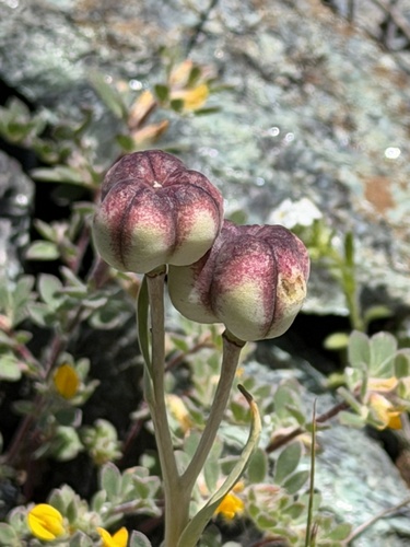 Fritillaria purdyi, photograph 3