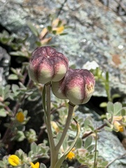 Fritillaria purdyi, photograph author not stated, no rights reserved