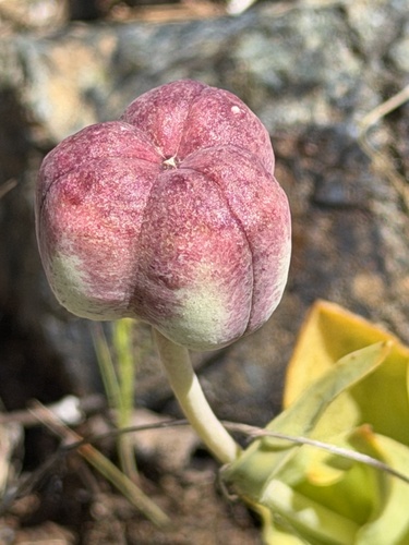 Fritillaria purdyi, photograph 4