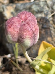 Fritillaria purdyi, photograph author not stated, no rights reserved