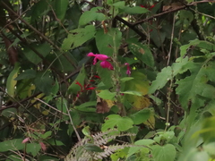 Salvia dorisiana