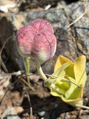 Fritillaria purdyi, photograph author not stated, no rights reserved