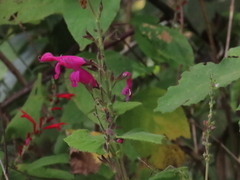 Salvia dorisiana