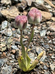 Fritillaria purdyi, photograph author not stated, no rights reserved