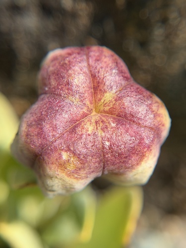 Fritillaria purdyi, photograph 2