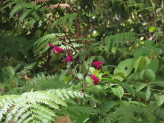 Salvia dorisiana