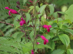 Salvia dorisiana