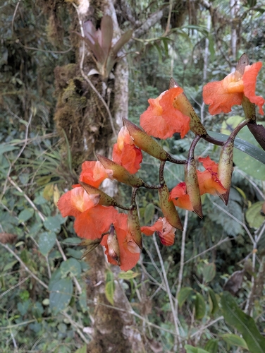 Elleanthus ampliflorus Schltr.