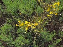 Cytisus oromediterraneus