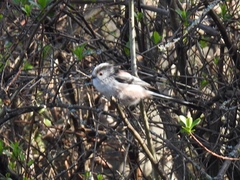 Aegithalos caudatus
