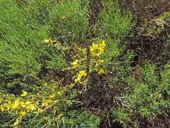 Cytisus oromediterraneus