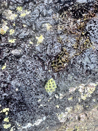 Morula uva observed 2026-04-22