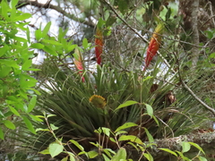 Tillandsia lampropoda