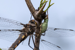 Compsus auricephalus