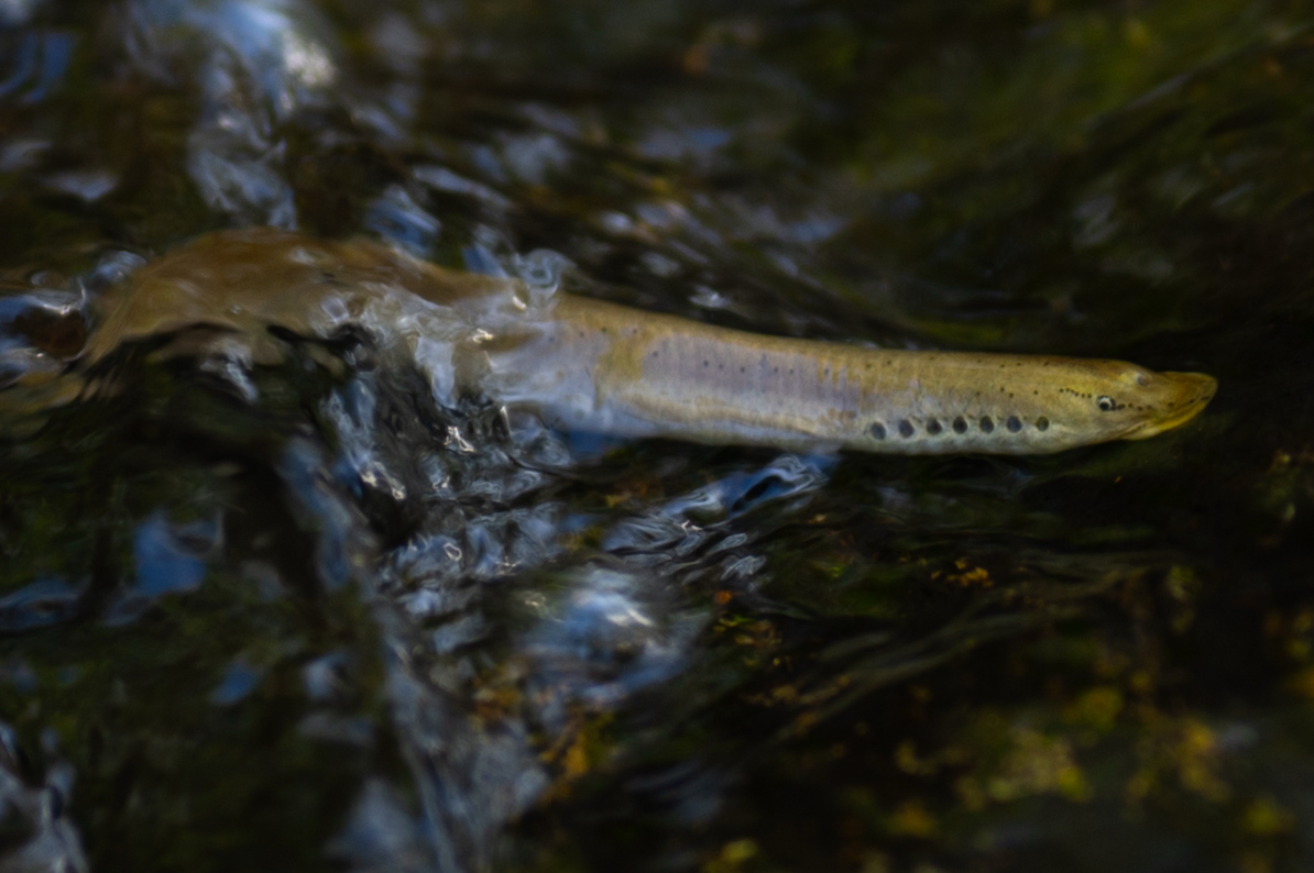 Mountain Brook Lamprey photo 7