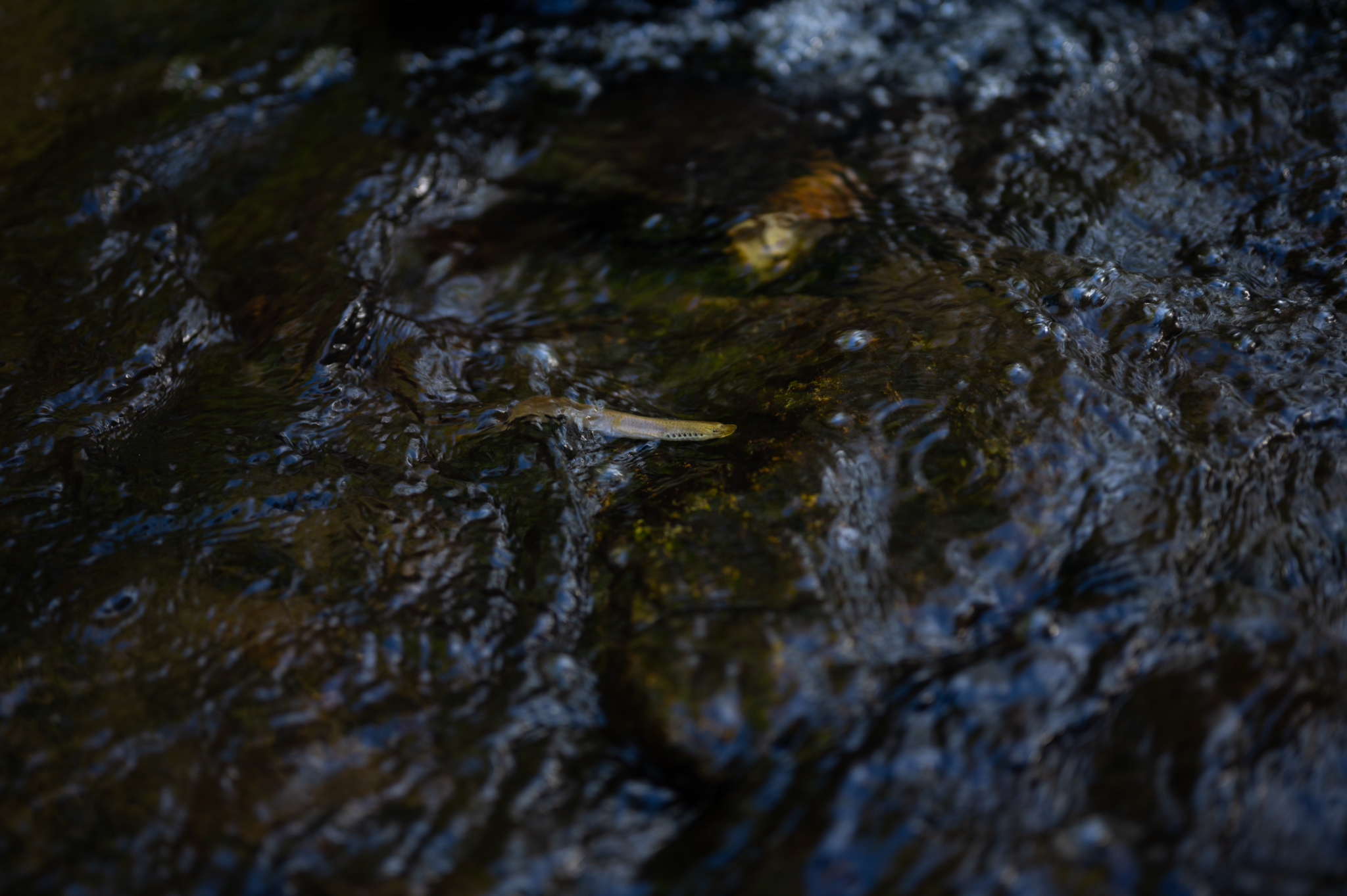 Mountain Brook Lamprey photo 8