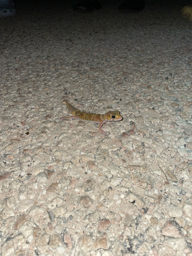 Thick-tailed Barking Gecko