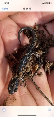 Plethodon mississippi