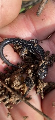 Plethodon mississippi