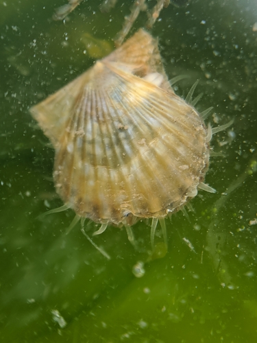 kelp scallop