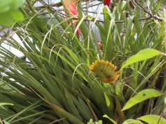 Tillandsia lampropoda