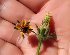 Bidens mandonii
