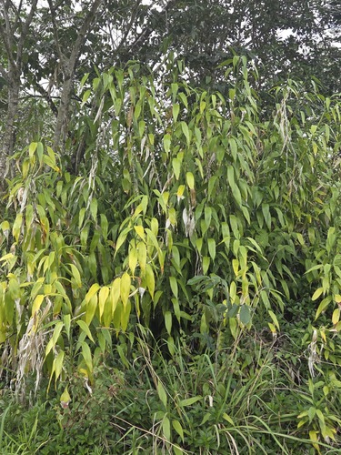 Dracaena sanderiana observed 2026-01-13