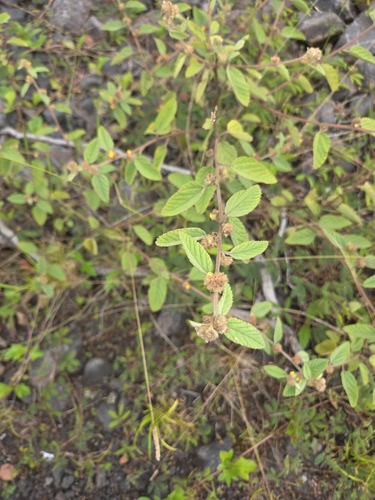 Waltheria indica observed 2026-01-13