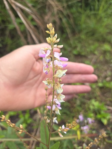 Desmodium cajanifolium observed 2026-01-13